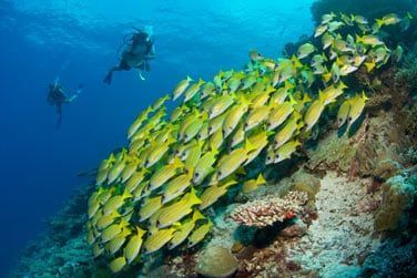 Explorez les fonds marins des Maldives